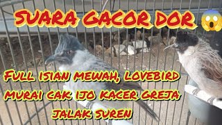 Kutilang Gacor SUARA ASLI DAN ISIAN [upl. by Can]