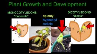 Plant Growth and Development [upl. by Kcirederf]