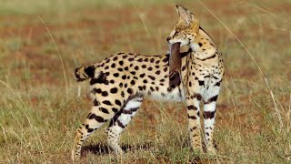 Serval The African Flying Cat Predator  Wild Animalogy [upl. by Guadalupe]