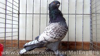 Pigeon Cravaté Oriental blondinette bleu maillé blanc  Championnat de France  Évreux 2022 [upl. by Guild652]