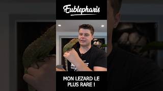 MON LÉZARD LE PLUS RARE  animal reptile rare short [upl. by Anyrb]