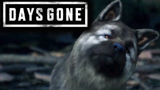 DAYS GONE  MİNİK KÖPEK  BÖLÜM 14 [upl. by Tabatha]