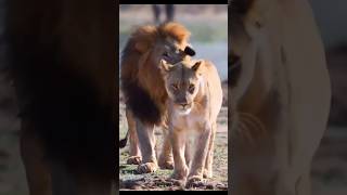 Lion or Lioness do this to get partners attention animals wildlife lion [upl. by Elac]