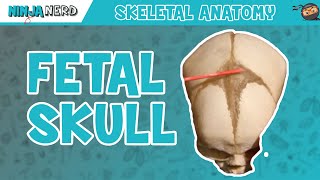 Fetal Skull Fontanelles Anatomy [upl. by Borer662]