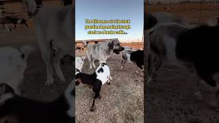 Livestock guardian dog vs a border collie [upl. by Linehan]