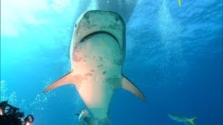 How to Protect Yourself When Sharks Attack [upl. by Sacks]