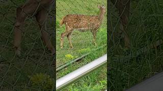 Spoted Deer in forest Deer sound in Gorakhpur Zoo trending animals nature Viral 🔥🔥🔥🔥🔥 [upl. by Eenwat397]