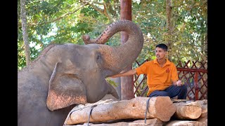 Pinnawala Elephant Orphanage Sri Lanka [upl. by February]