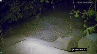 Fox Den Cam SaveAFox [upl. by Arnie]