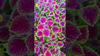 Coleus 🥰 horticulture isleyhorticulture coleus solenostemon plectranthus garden foliage [upl. by Oiligriv554]