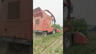 Forage harvesterMaize harvesterWheeled grass harvester [upl. by Aiekal743]