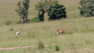 Cheetah catches up to gazelle with relative ease [upl. by Ruffi848]