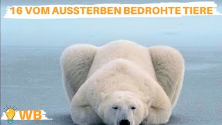 16 vom Aussterben bedrohte Tiere [upl. by Anoo]