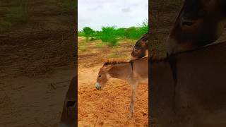 enjoying donkeys nature shortsviral pets jump [upl. by Stefa]