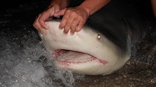 350 lb Bull Shark Land Based Shark Fishing [upl. by Harte]