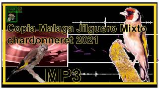 Copia Malaga Jilguero Mixto chardonneret 2021 [upl. by Yzmar420]