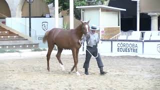 III CAMPEONATO ESPAÑA HISPANO ARABE 15 XAQUIRO 5625 [upl. by Esidnac]