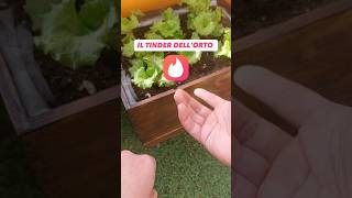 5 CONSOCIAZIONI da fare in VASO Il Tinder dellorto 🔥🌱 [upl. by Thirzia]