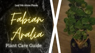 Fabian Aralia Stump Polyscias scutellaria Plant Care Guide  For Beginners [upl. by Eissalc]