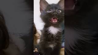 Funny kitten voice 😂 hainforyourpage unfrezzmyaccount [upl. by Dilisio590]