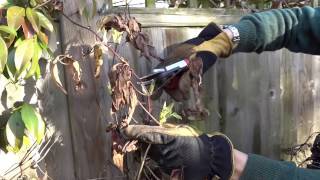 HOW TO PRUNE CLEMATIS [upl. by Haleigh313]