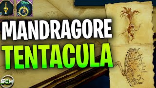 Comment avoir des Mandragore et des Tentacula Vénéneuse Hogwarts Legacy Tuto Emplacement Guide [upl. by Sprague]