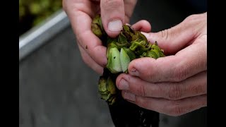 Dispersing the Giant Salvinia Weevil to Maximize Control Efforts [upl. by Leanahtan354]