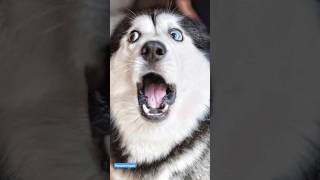 Other Vs Labrador Owner 🐶 dogs labradorfunny husky funnyvideo shorts viralvideo doglover [upl. by Trudey337]