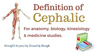 Cephalic Definition Anatomy Biology Kinesiology Medicine [upl. by Niveg639]