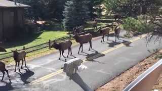 Elk Rut in Estes Park Colorado [upl. by Nhepets]