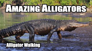 Amazing Alligators Alligator Walking [upl. by Gerta]