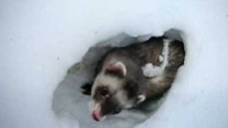 Ferrets Tunneling In Snow [upl. by Erich948]