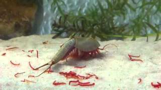 Triops Longicaudatus eating bloodworms [upl. by Nnateragram160]