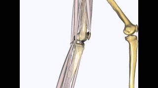 ForceDependent Kinematics simulation of a knee [upl. by Tiernan647]