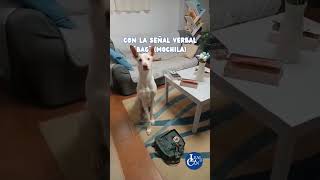 PERRO DE TEA aprende a COGER y ENTREGAR MOCHILA a su guía 🐕🎒 LealCan shorts adiestramientocanino [upl. by Dyana606]