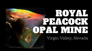 A Brief History of the Royal Peacock Opal Mine [upl. by Anglim]