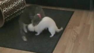 Ferret breeds cat sort of [upl. by Grosz576]