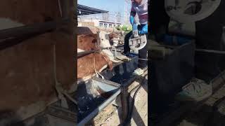 Are you polite to step on the horns of this cow Quickly remove the horn of this cow [upl. by Hadeehsar]