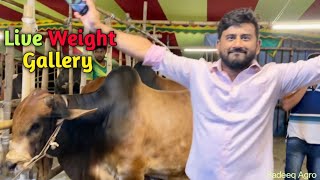 Sadeeq Agro Live Weight Gallery 2023  Deshal cow live sold Sadeeq Agro 2023  Big bull 2023 [upl. by Arolf206]