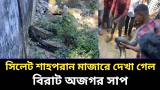 হযরত শাহপরান রহঃ মাজারের পাশে বিরাট অজগর সাপ দেখা গেল  sylhet [upl. by Alane]