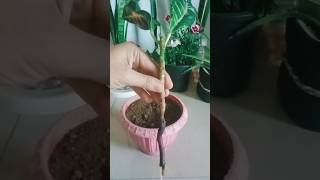 Grow Croton Plant from Cutting crotonplant treanding viralshort [upl. by Farhsa]