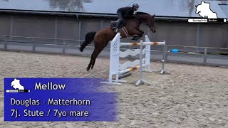 MELLOW  7j St v  7yo mare by Douglas  Matterhorn [upl. by Nahsor973]