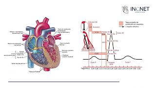 Fisiología Cardíaca [upl. by Martin]