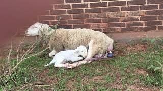 Ewe Lambing Sheep giving birth [upl. by Noell]