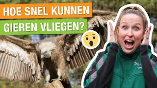 ZO SNEL KUNNEN GIEREN VLIEGEN 🦅  WAT ETEN PELIKANEN 🐟  Carlijns Dierenvraag 73 [upl. by Ehav]