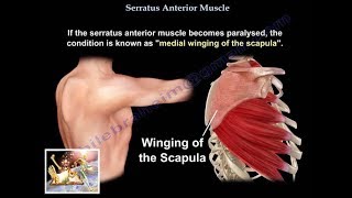 Serratus Anterior Muscle  Everything You Need To Know  Dr Nabil Ebraheim [upl. by Alfonse]