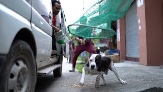 Rescuing a Pitbull a Rottweiler dog and a Monkey [upl. by Aryajay366]