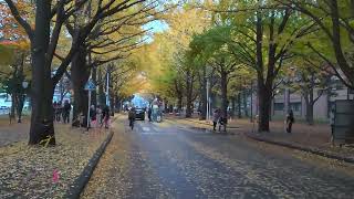 20241104 Hokkaido University Ginkgo Avenue北大いちょう並木 [upl. by Stu776]