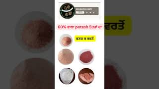 5type of potash for agriculture use wheatcrop farming crop wheatseeds wheat paddy punjab [upl. by Ettelloc]