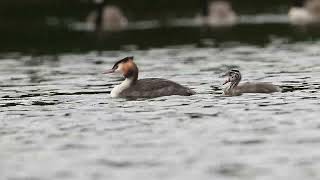 Grebes at Smithpool 13th Aug 2024 [upl. by Ybsorc]